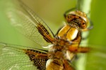 Dragonfly, Lac Belva